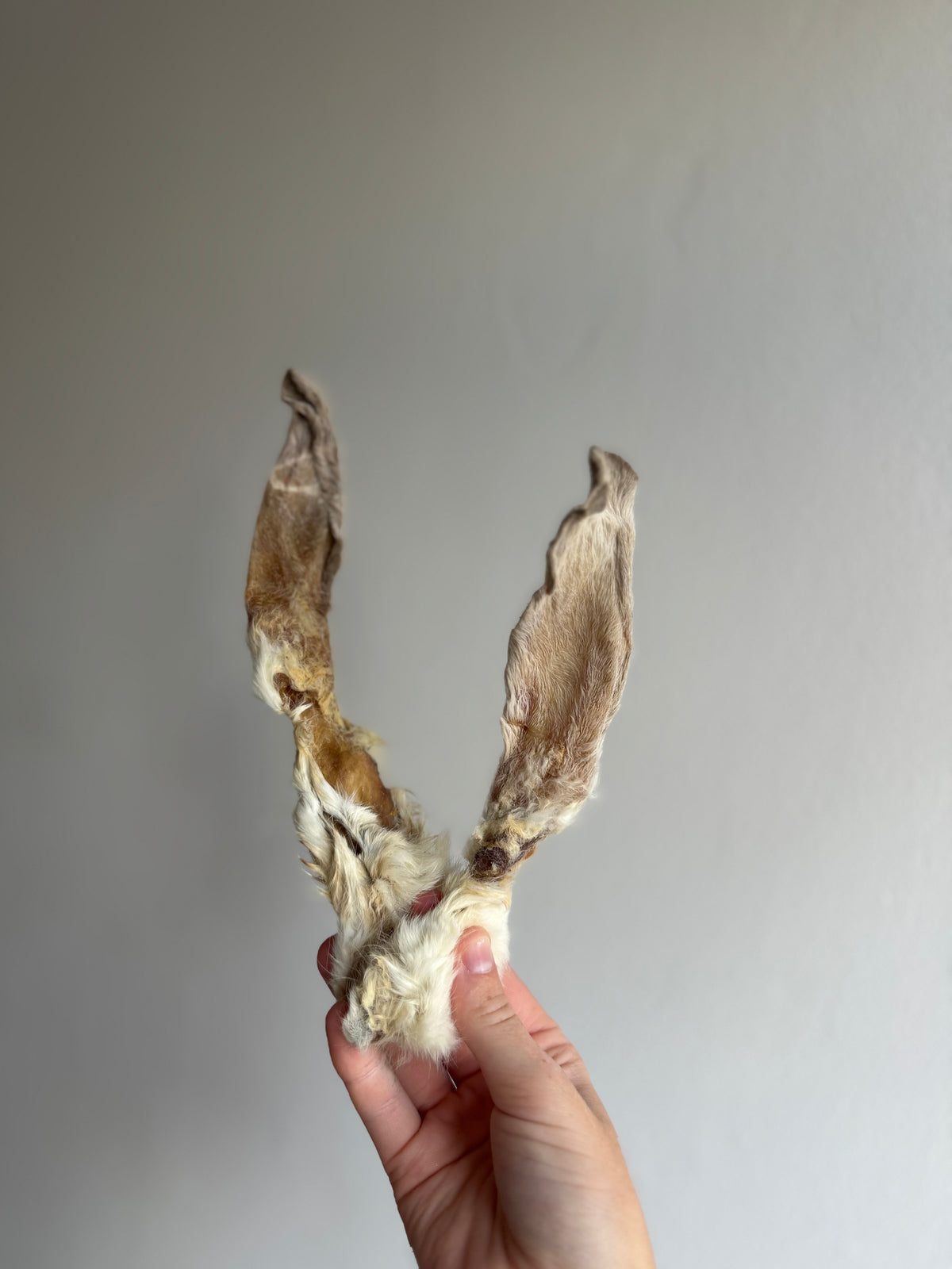 Rabbit ear